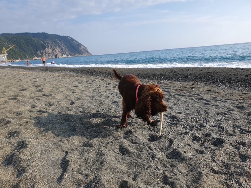 The dog beach The dog beach