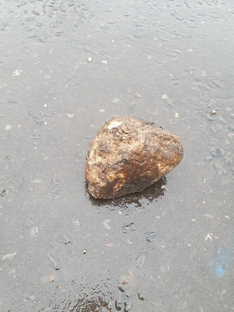 Sugar beet Sugar beet