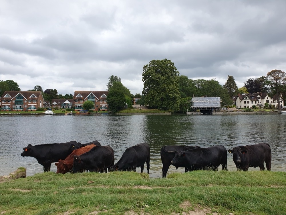 Cows on the Thames Cows on the Thames