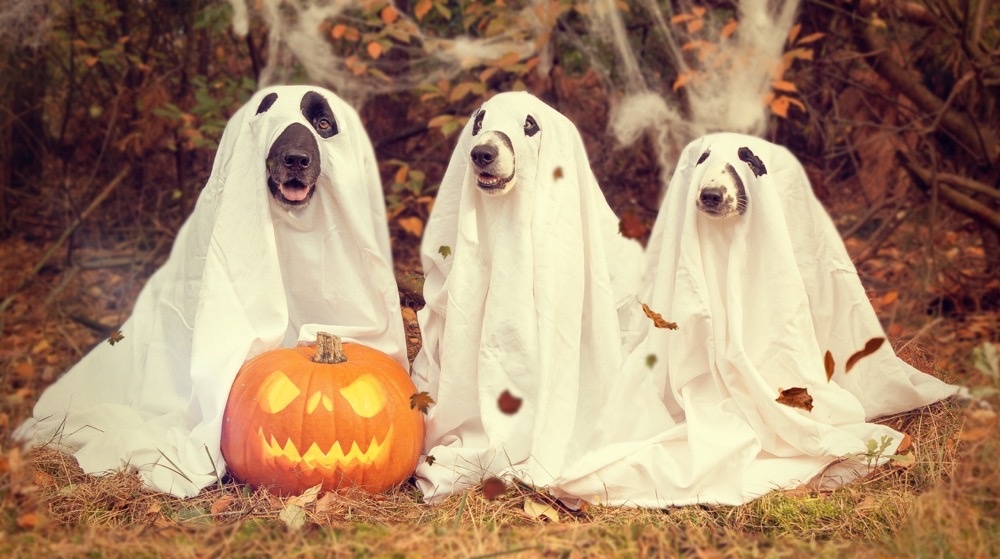 Ghost dogs Ghost dogs