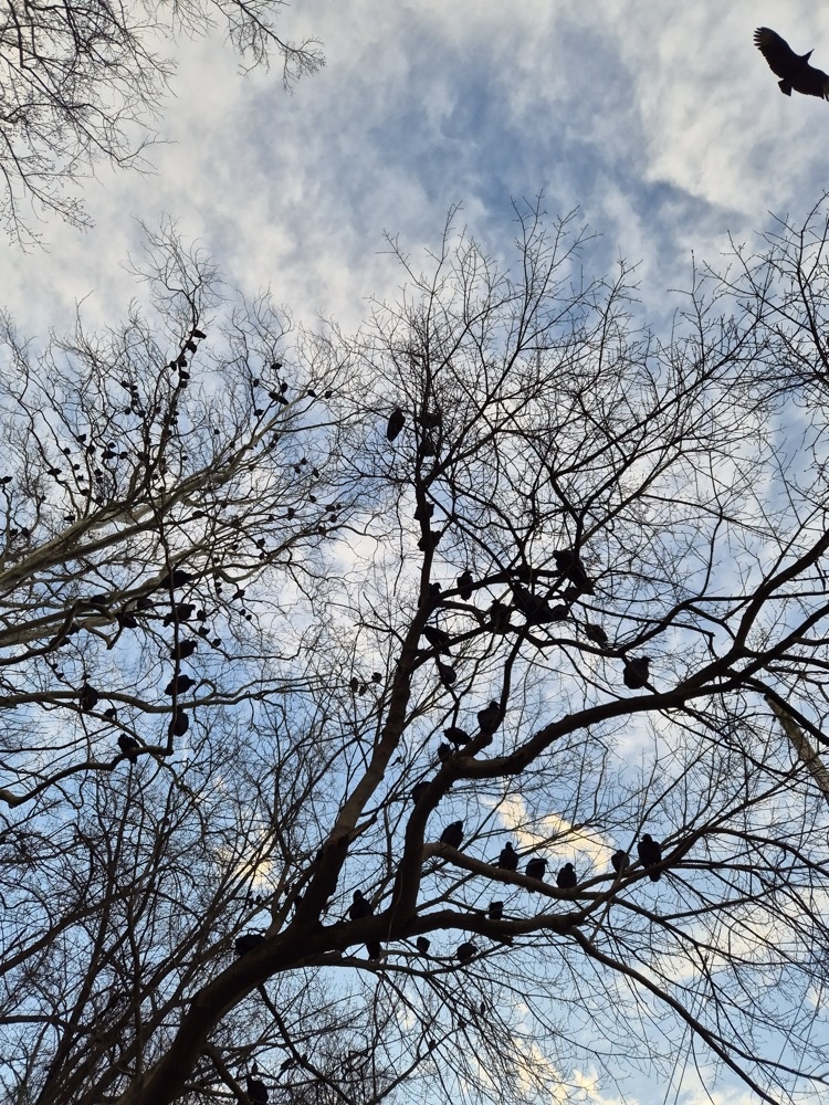 Vultures Vultures