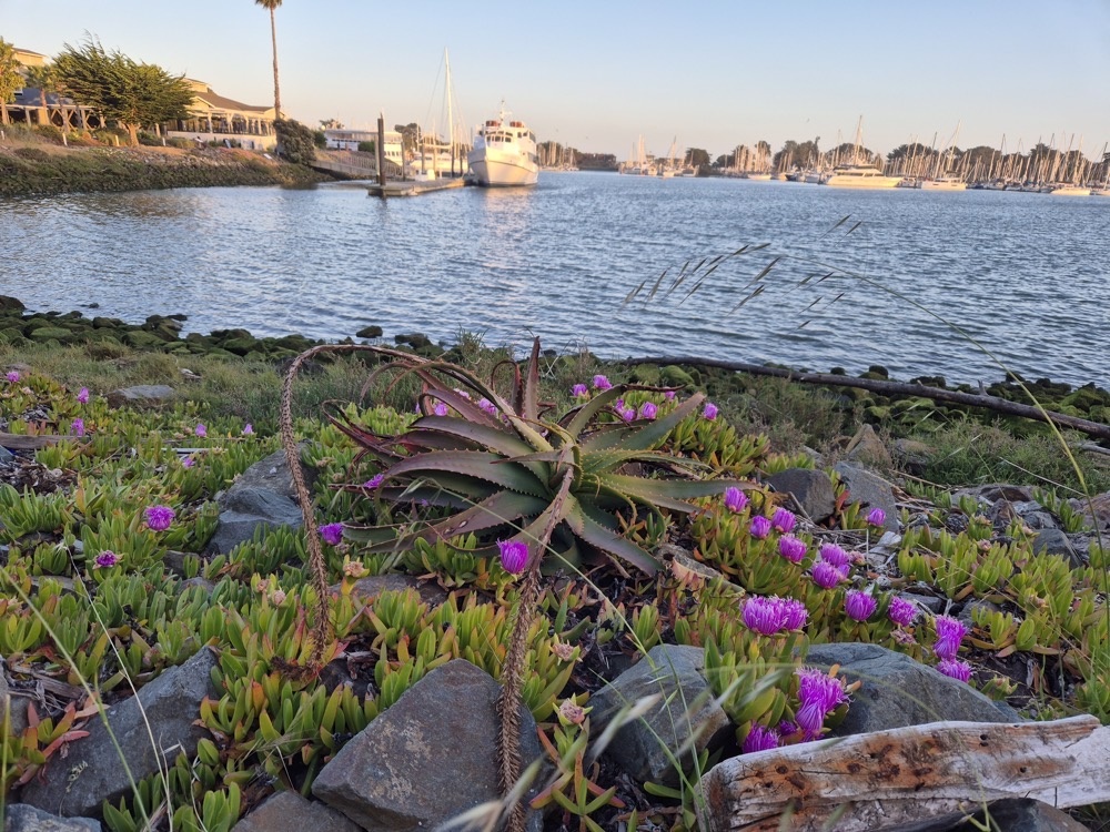 Some kind of succulent Some kind of succulent