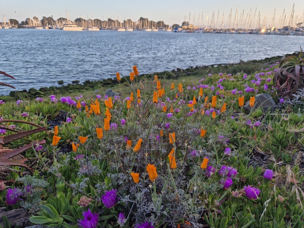 California poppies California poppies