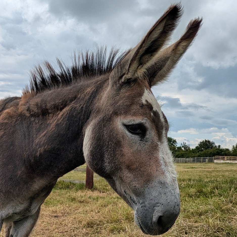 A donkey A donkey