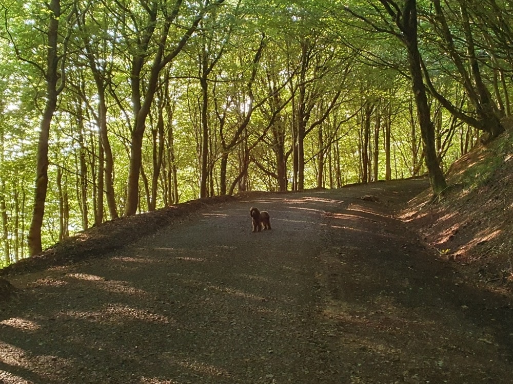 Langdon Hill Langdon Hill