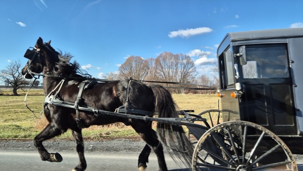 Another buggy Another buggy
