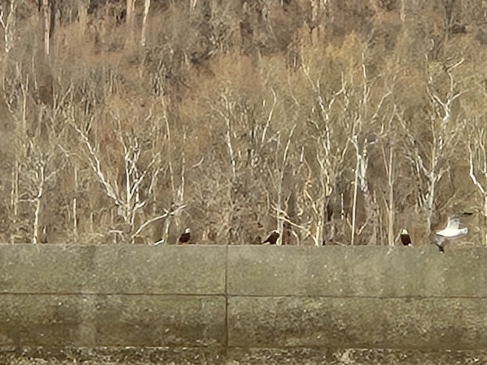 Bald eagles Bald eagles