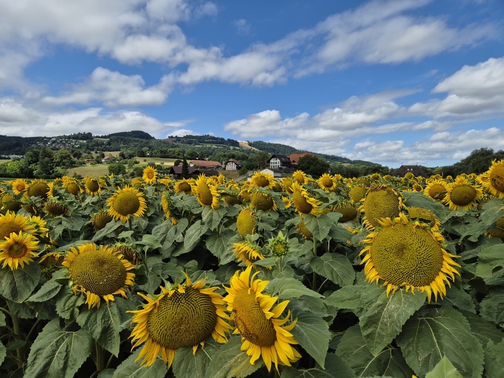 Sunflowers Sunflowers