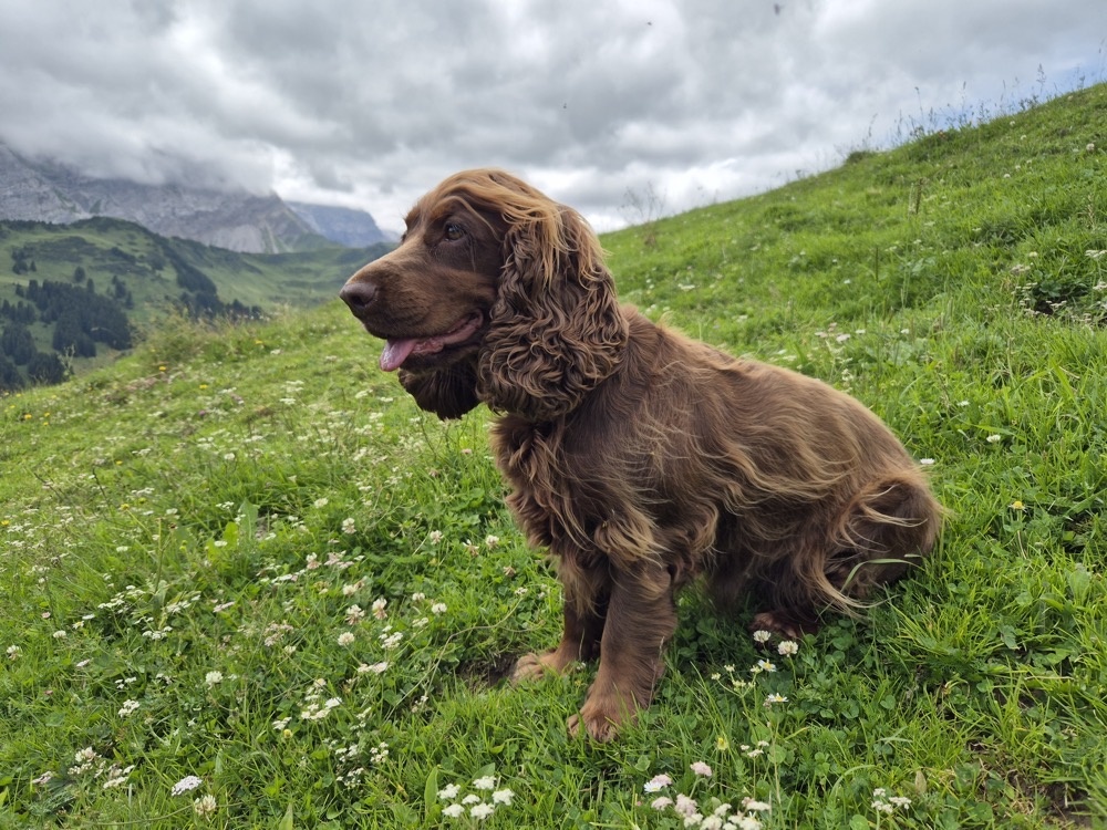 Daisy on the mountain Daisy on the mountain